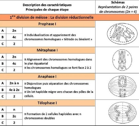 meiosis