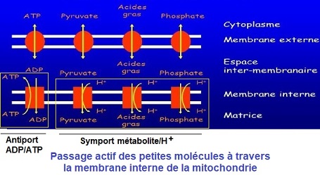 transport actif