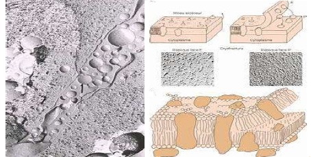 membrane, MEB