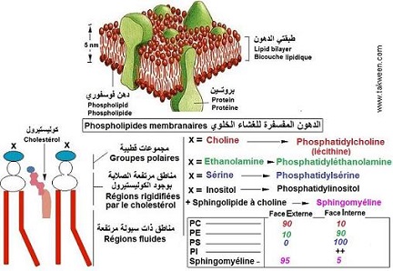 phospholipides