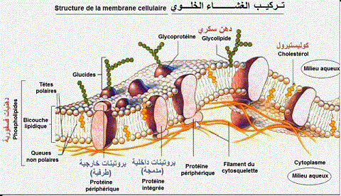 Cellule Membrane plasmique. Perméabilité, transport membranaire