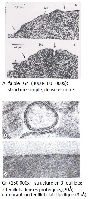 membrane plasmique