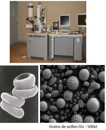 microscope électronique à balayage