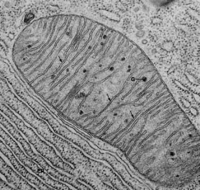 mitochondrie