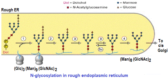 glycosylation, RER