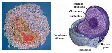 Cellule. Noyau cellulaire. Nucléosome, Mitose, cycle cellulaire