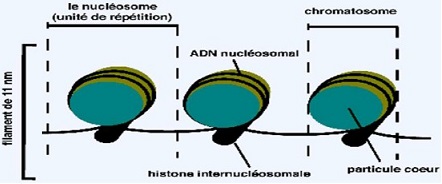 nucléosome