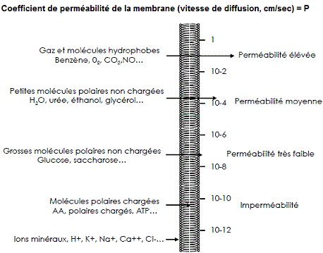 perméabilité membranaire