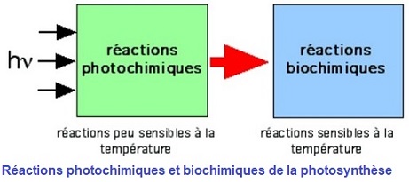 photosynthèse