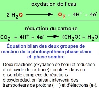 photosynthèse