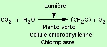 photosynthèse