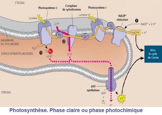 photosynthèse