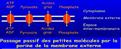 porines