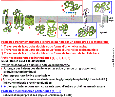 protéines membranaires