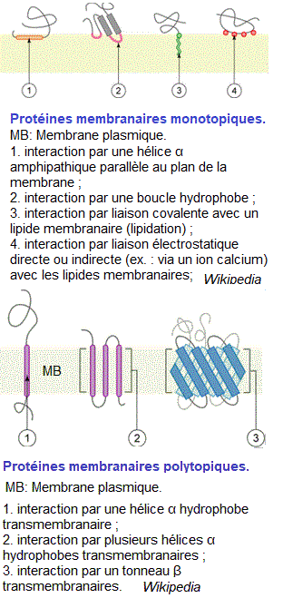 protéines monotopiques, polytopiques