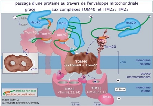 translocases