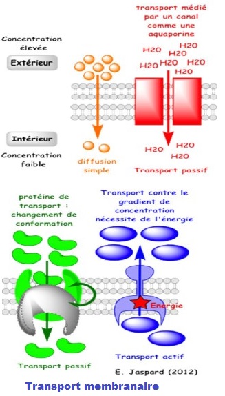 transport membranaire