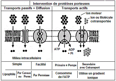 T. passif, actif