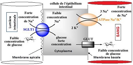 transport sodium potassium