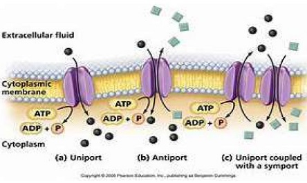 transport uniport-antiport