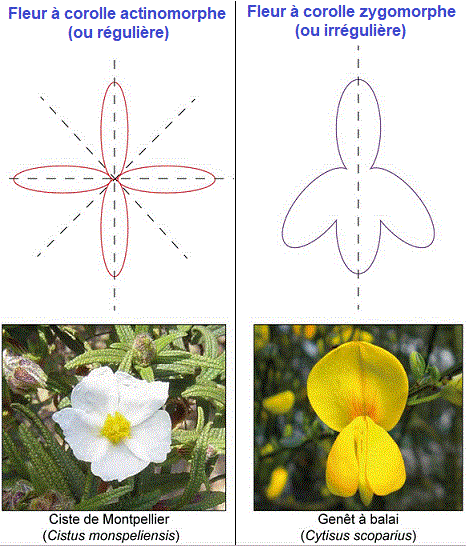 actinomorphe, zygomorphe