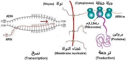 Traduction de l'ARNm en protéines