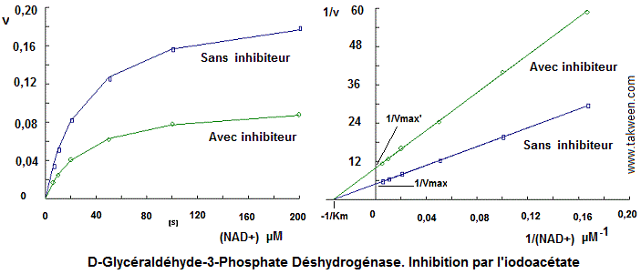 GPDH. Inhibiteur iodoacétate