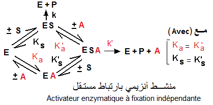 Interactions Enzyme - activateurs