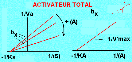 enzymes. Activation total