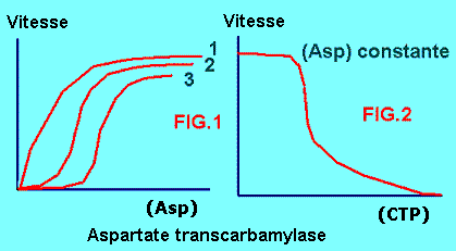 aspartate transcarbamylase. Cinétique