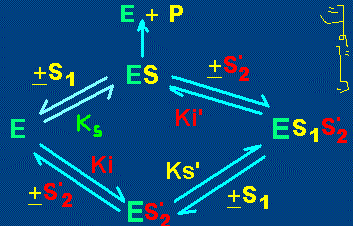 Complexes enzymes-analogue de substrat