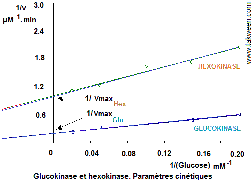 Glucokinase, Hexokinase. Cinétique