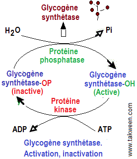 Glycogène synthétase
