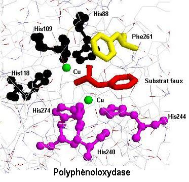 polyphenoloxydase. Enzymologie (site actif)