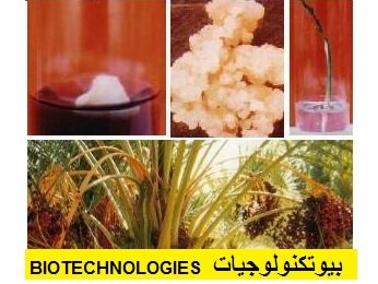 Biotechnologies palmier dattier