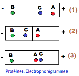 Protéines. Electrophorégrammes