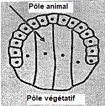 embryologie