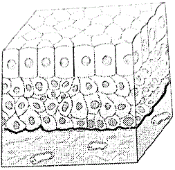q11