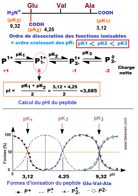 peptide Glu-Val-Ala