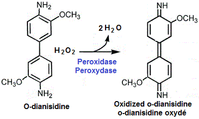o-dianisidine, substrat peroxydase