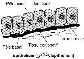 Histologie. Epithélium