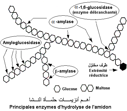 Amidon. Enzymes d'hydrolyse