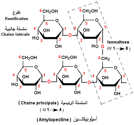 Sucres polysaccharides