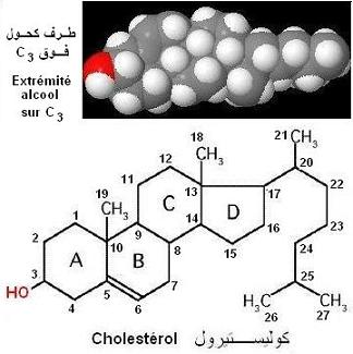 Cholestérol. Structure, transport