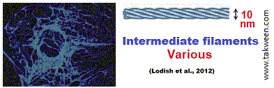 filaments intermédiaires
