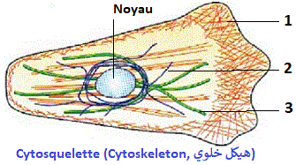 HYALOPLASME, CYTOSQUELETTE, QCM