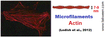 microfilaments