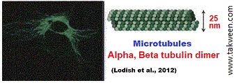 microtubules
