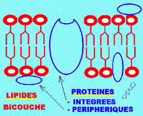 membrane et association moleculaire par liaisons chimiques