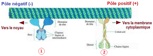 microtubule transport